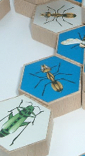 Hive